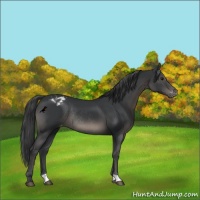 Horse Color:Black Appaloosa Rabicano 