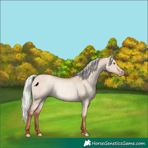 Horse Color:Silver Classic Champagne Dun Rabicano