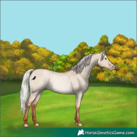 Horse Color:Silver Classic Champagne Dun Rabicano 
