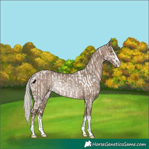 Horse Color:Silver Buckskin Dun Appaloosa Rabicano  and Silver Grullo Rabicano 
