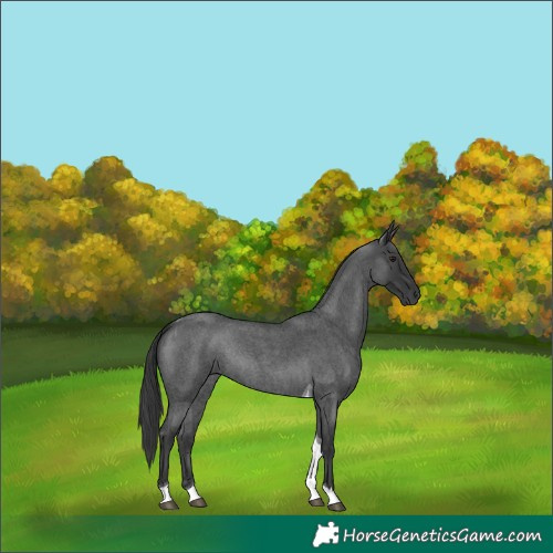 Horse Color:Blue Roan Mushroom Tobiano Rabicano
