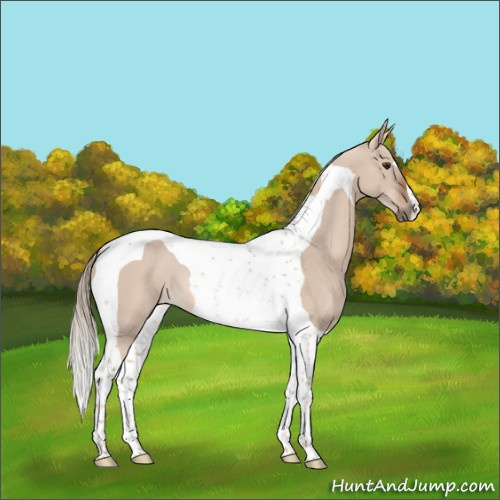 Horse Color:Red Dun Mushroom Tobiano 