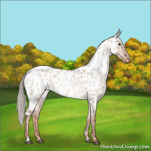 Horse Color:Red Dun Roan Mushroom Near Leopard Rabicano 