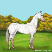 Horse Color:Red Dun Roan Mushroom Appaloosa Rabicano 