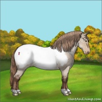 Horse Color:Liver Red Dun Roan Near Fewspot 