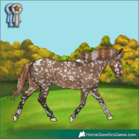 Horse Color:Liver Red Dun Tobiano Appaloosa