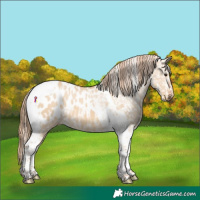 Horse Color:Red Dun Tobiano Appaloosa 