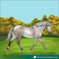 Horse Color:Gray Silver Bay Dun Tobiano Appaloosa 