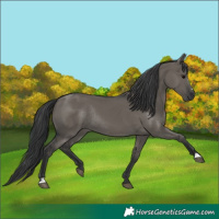 Horse Color:Grullo Sabino Rabicano 