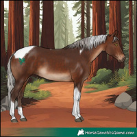Horse Color:Silver Brown Tobiano 