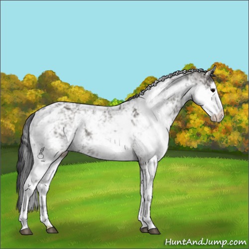 Horse Color:Grullo Sabino Rabicano