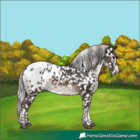 Horse Color:Silver Brown Tobiano Appaloosa