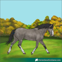 Horse Color:Grullo Sabino Rabicano