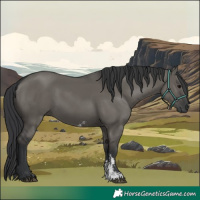 Horse Color:Grullo Sabino Rabicano 