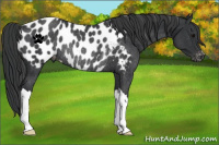 Horse Color:Black Appaloosa Rabicano 