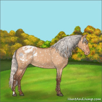 Horse Color:Silver Bay Roan Dun Appaloosa Rabicano