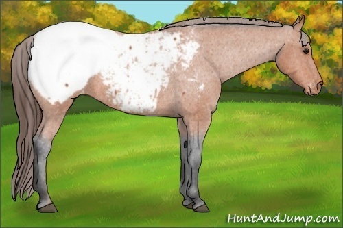 Horse Color:Bay Roan Appaloosa