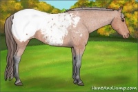 Horse Color:Bay Roan Near Fewspot