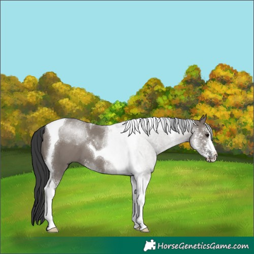 Horse Color:Grullo Sabino Tobiano 