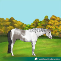 Horse Color:Grullo Sabino Tobiano