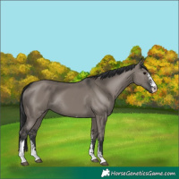 Horse Color:Grullo Sabino Rabicano 