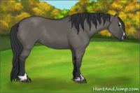 Horse Color:Grullo Sabino Rabicano