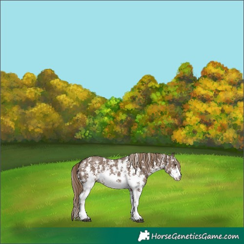 Horse Color:Liver Red Dun Sabino 