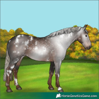Horse Color:Gray White Spotted Liver Chestnut Mushroom 