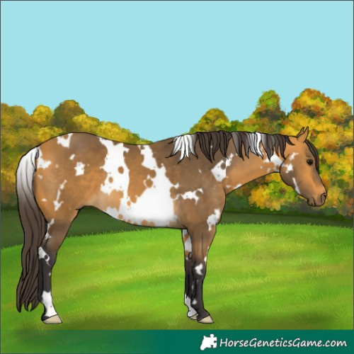 Horse Color:White Spotted Buckskin