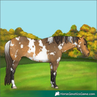 Horse Color:White Spotted Buckskin 