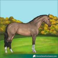 Horse Color:Brown Dun