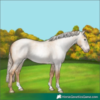 Horse Color:Gray Gold Cream Champagne Roan Dun Rabicano 