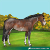 Horse Color:Brown Sabino