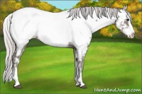 Horse Color:Platinum White Spotted Silver Grullo Splash Appaloosa 