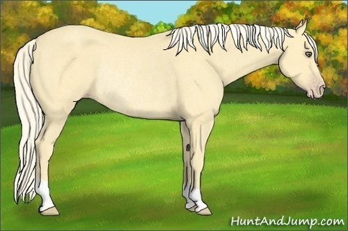Horse Color:Gold Cream Champagne Rabicano 