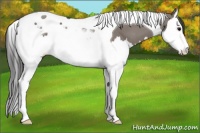 Horse Color:Platinum Grullo Sabino Splash Tobiano Appaloosa 