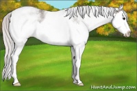 Horse Color:Platinum White Spotted Silver Grullo Splash Appaloosa 