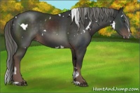 Horse Color:White Spotted Liver Chestnut Mushroom Sabino 