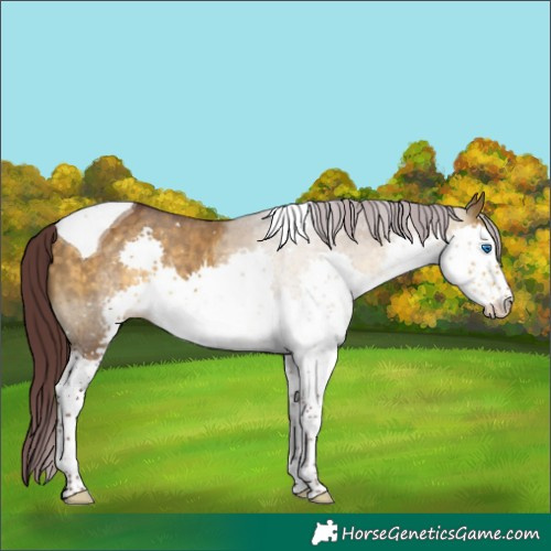 Horse Color:Chocolate Buckskin Dun Sabino Splash Tobiano 