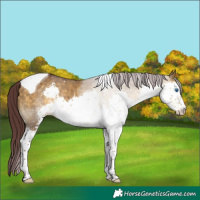 Horse Color:Chocolate Buckskin Dun Sabino Splash Tobiano 