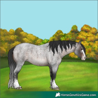 Horse Color:Brown Roan Sabino 