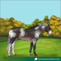 Horse Color:White Spotted Brown 