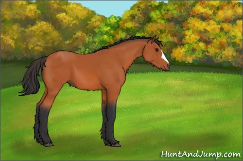Horse Color:Bay 