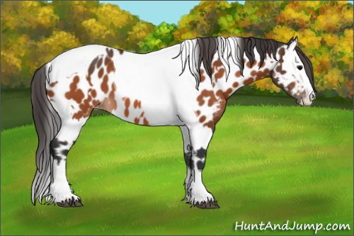Horse Color:Bay Splash Tobiano Appaloosa  and Bay Splash Tobiano Appaloosa 