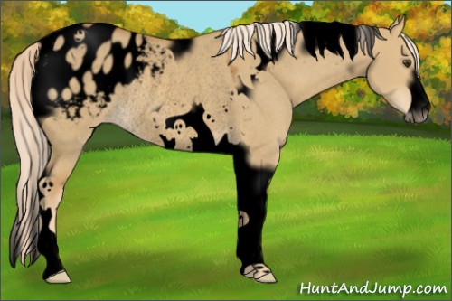 Horse Color:Void Palomino Roan Dun Tobiano Frame Appaloosa Rabicano 