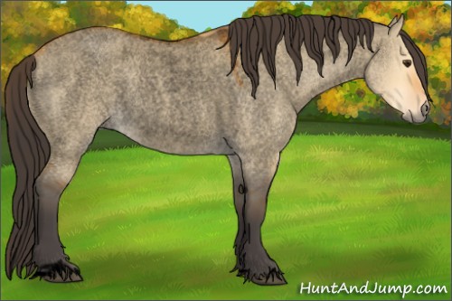 Horse Color:Void Buckskin Roan Dun Sabino Rabicano