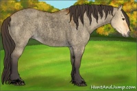 Horse Color:Void Buckskin Roan Dun Sabino Rabicano 