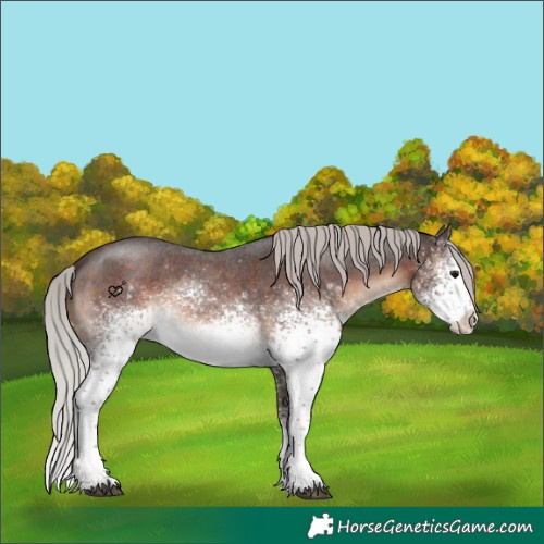 Horse Color:White Spotted Silver Brown Roan 