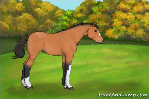 Horse Color:Bay 