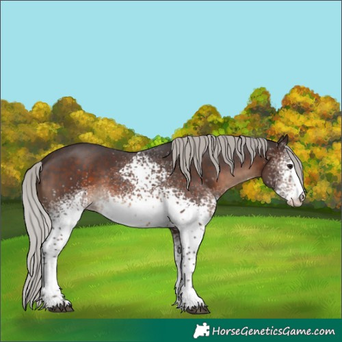 Horse Color:White Spotted Silver Brown Sabino Rabicano 